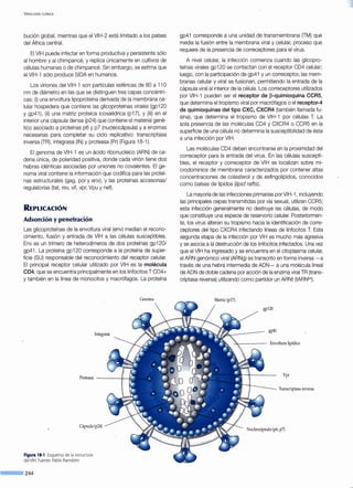 V IROLOGÍA CLÍNICA
bución global, mientras que el VIH-2 está limitado a los países
del África central.
El VIH puede infectar en forma productiva y persistente sólo
al hombre y al chimpancé, y replica únicamente en cultivos de
células humanas o de chimpancé. Sin embargo, se estima que
el VIH-1 sólo produce SIDA en humanos.
Los viriones del VIH-1 son partículas esféri~as de 80 a 11 O
nm de diámetro en las que se distinguen tres capas concéntri-
cas: (i) una envoltura lipoproteína derivada de la membrana ce-
lular hospedera que contiene las glicoproteínas virales (gp120
y gp41 ), (ii) una matriz proteica icosaédrica (p17), y (iii) en el
interior una cápsula densa (p24) que contiene el material gené-
tico asociado a proteínas p6 y p7 (nucleocápsula) y a enzimas
necesarias para completar su ciclo replicativo: transcriptasa
inversa (TR), integrasa (IN) y proteasa (Pr) (Figura 18-1).
El genoma de VIH-1 es un ácido ribonucleico (ARN) de ca-
dena única, de polaridad positiva, donde cada virión tiene dos
hebras idénticas asociadas por uniones no covalentes. El ge-
noma viral contiene la información que codifica para las proteí-
nas estructurales (gag, poi y env), y las proteínas accesorias/
regulatorias (tat, rev, vif, vpr, Vpu y nefj.
REPLICACIÓN
Adsorción y penetración
Las glicoproteínas de la envoltura viral (env) median el recono-
cimiento, fusión y entrada de VIH a las células susceptibles.
Env es un trímero de heterodímeros de dos proteínas gp120/
gp41. La proteína gp120 corresponde a la proteína de super-
ficie (SU) responsable del reconocimiento del receptor celular.
El principal receptor celular utilizado por VIH es la molécula
CD4, que se encuentra principalmente en los linfocitos T CD4+
y también en la línea de monocitos y macrófagos. La proteína
Integrasa
Cápsula (p24)
Figura 18·1. Esquema de la estructura
del VIH. Fuente: Pablo Ramdohr.
--·244
Genoma
gp41 corresponde a una unidad de transmembrana (TM) que
media la fusión entre la membrana viral y celular, proceso que
requiere de la presencia de correceptores para el virus.
A nivel celular, la infección comienza cuando las glicopro-
teínas virales gp120 se contactan con el receptor CD4 celular;
luego, con la participación de gp41 y un correceptor, las mem-
branas celular y viral se fusionan, permitiendo la entrada de la
cápsula viral al interior de la célula. Los correceptores utilizados
por VIH-1 pueden ser el receptor de ~-quimioquina CCR5,
que determina el tropismo viral por macrófagos o el receptor-4
de quimioquinas del tipo CXC, CXCR4 (también llamada fu-
sina), que determina el tropismo de VIH-1 por células T. La
sola presencia de las moléculas CD4 y CXCR4 o CCR5 en la
superficie de una célula no determina la susceptibilidad de ésta
a una infección por VIH.
Las moléculas CD4 deben encontrarse en la proximidad del
correceptor para la entrada del virus. En las células suscepti-
bles, el receptor y correceptor de VIH se localizan sobre mi-
crodominios de membrana caracterizados por contener altas
concentraciones de colesterol y de esfingolípidos, conocidos
como balsas de lípidos (lipid rafts).
La mayoría de las infecciones primarias por VIH-1 , incluyendo
las principales cepas transmitidas por vía sexual, utilizan CCR5;
esta infección generalmente·no destruye las células, de modo
que constituye una especie de reservorio celular. Posteriormen-
te, los virus alteran su tropismo hacia la identificación de corre-
ceptores del tipo CXCR4 infectando líneas de linfocitos T. Esta
segunda etapa de la infección por VIH es mucho más agresiva
y se asocia a la destrucción de los linfocitos infectados. Una vez
que el VIH ha ingresado y se encuentra en el citoplasma celular,
el ARN genómico viral (ARNg) es transcrito en forma inversa - a
través de una hebra intermedia de ADN - a una molécula lineal
de ADN de doble cadena por acción de la enzima viral TR (trans-
criptasa reversa) utilizando como partidor un ARNt (tARN1
Y
5
).
gp120
gp41
Envoltura lipídica
Vpr
Transcriptasa inversa
Nucleocápsula (p6, p7)
 