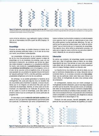 CAPITULO 3 - R EPLICACIÓN VIRAL
a. b. c. d. e.
Figura 3·8. Replicación conservativa de un genoma viral de tipo ADN. En un primer momento, una de las hebras originales (b) se utiliza para sintetizar una hebra
complementaria (e, en azul claro).Después, esa primera hebra se usa como molde (d) para sintetizar lasegunda hebra del nuevo genoma. El producto es un nuevo genoma
compuesto de dos hebras nuevas (e, en azul claro).
como el de los retrovirus, cuya replicación implica la fabrica-
ción de un intermediario de ADN a partir de ARN (Capítulo 18:
Retrovírus).
Ensamblaje
Producto de esta etapa, es posible observar al interior de la
célula las primeras partículas virales o, en el caso de los virus
con manto, las primeras nucleocápsides.
Las propiedades intrínsecas de las proteínas estructura-
les de los virus frecuentemente impiden separar la etapa de
ensamblaje con la de biosíntesis de proteínas, pues una vez
terminada la traducción, las proteínas que forman las cápsi-
des virales empiezan a agregarse en su arquitectura definitiva.
De hecho, esta tendencia a autoestructurarse ha permitido
usar proteínas recombinantes como inmunógenos, como en
el caso de las vacunas contra el papiloma virus, en las que la
sola expresión de una proteína de cápside induce la formación
de "pseudo-partículas" (VLPs o víral-líke partícles), que tienen
propiedades antigénicas como las de una partícula.
Sin embargo, no es posible generalizar la mecánica de la
morfogénesis viral, pues para algunos virus se necesita más
de una proteína para ensamblar la cápside, e incluso de pro-
teínas que no se integran a la estructura final, pero que son
cofactores de ensamblaje. Además, en otros casos se ha de-
mostrado una dependencia de moléculas de genoma viral,
sin las cuales no ocurre el ensamblaje, pues ellas serían el
andamio sobre el que se construyen las nuevas partículas de
progenie viral.
En esta etapa ocurre la selección del ácido nucleico (o de
varios en virus con genomas fragmentados) que formará parte
de la partícula. Considerando que varios compartimientos ce-
a. b. c. d.
lulares contienen muchos ácidos nucleicos, la molécula elegida
como genoma viral no puede ser seleccionada al azar, pues
ello podría generar muchas partículas defectivas. Por eso, se
estima que los genomas virales poseen una "señal de recluta-
miento" que es reconocida por la maquinaria de ensamblaje.
Para algunos virus, dicha señal es plenamente conocida y se
sabe que en algunos casos conforma una estructura determi-
nada o depende de una secuencia específica.
Liberación
Se estima que producto del ensamblaje pueden acumularse
entre cien y diez mil partículas virales al interior de una célula,
dependiendo del virus. Para reiniciar un nuevo ciclo, estas partí-
culas deben salir de la célula, que para ese momento puede ya
estar en colapso fisiológico debido a la infección viral.
La mayoría de los virus desnudos sale de la célula una vez
que la membrana citoplasmática se rompe, liberando todo el
contenido interno, en un proceso conocido como lisis celular.
Dado que las partículas deben estar listas para infectar una
nueva célula, la morfogénesis de estos virus concluye antes
de la liberación.
En contraposición, diversos virus con manto concluyen su
morfogénesis durante la liberación, pues en esa etapa adquieren
el manto que los recubrirá Para que esto ocurra, la nucleocáp-
side debe ser transportada hacia la membrana citoplasmática,
donde será reconocida por proteínas virales asociadas a ella; en
esta zona se produce entonces una proyección de la membrana
celular comparable a una endocitosis, pero dirigiendo la vesícula
hacia el exterior de la célula (Figura 3-1 O):
Producto de este proceso, llamado yemación, sale una
partícula viral que porta las proteínas de superficie y la nucleo-
e.
"-...,, .... ~ ' "-......, ....... ....... ..........1 .... 1 ....,,,...................................
' , >~ .... ..' .... 1 1 1 1 , 1
.... .... .... e e .,."".,.*"".,.*' .,.,..,..,. ,""'
t._ t._ e ~ .. t .... t .. .... e e e e e et .. .... 1 .... 1 ..... ............................................., .., ......... ............
'
....
'
.... 1 1 1 1 1 1
.... .... .... e .... e.. ,.,..,..,.,..,. .,.""".,".,.'
t t ....  t .... t .. e e e e e e
...., .... t .. .. .... 1 .... 1 .... ...., .....................................
..' .... 1
'
, .. ' .... 1 1 1 1 , 1
.... ~ .. '
.... .... e .... e .,.',',"" .,. .... .,..,.,.""'
t .... e t .... t .... e e e e e e
.... ' '> 1 t .... .... 1 .... 1 ......, ........ ' ........ , .......
' e~.. '
.... ..1
'
.... '
.... 1 1 1 1 1 1
.... ' .. .... e .... e .,.,,.,.,.., ,.*"",".,.'
t t .. .... e t .... t .... e e e e e e
.... ' '> 1 t .... .... 1 .... 1 ................. .......................
' .. ' .... ..1
' .... ' .... 1 1 , , 1 1
.... e<...
..' e
.. .... e .... e ........,""",*',"","t t .. ,.. t .... t .... e e e e e e
...... '-.: .... ...... ...... ..~~ ......~..:- ..........
Figura 3·9.Replicación genómica de un virus ARN de simple hebra. El genoma original (a) es utilizado como molde (b y e) para obtener un antigenoma (d, en azul
claro),que se usa reiteradamente como molde paraobtener nuevas copias de genoma (e). ·
35
 