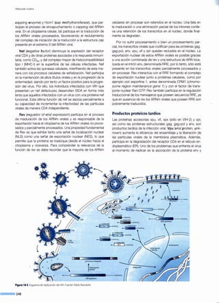 VIROLOGÍA CLÍNICA
capping enzyme) y Hcm1 (cap methyltransferase), que par-
ticipan el proceso de encapuchamiento o capping del ARNm
viral. En el citoplasma celular, tat participa en la traducción de
los ARNm virales procesados, favoreciendo el reclutamiento
del complejo de iniciación de la traducción a la estructura cap
presente en el extremo 5'del ARNm viral.
Nef (negative factor) disminuye la expresión del receptor
viral CD4 y de otras proteínas asociadas a la respuesta inmuni-
taria, como CD28 , y del complejo mayor de histocompatibilidad
tipo 1(MHC-1) en la superficie de las células infectadas. Nef
también activa las quinasas celulares, interfiriendo de esta ma-
nera con los procesos celulares de señalización. Nef participa
en la mantención de altos títulos virales y en la progresión de la
enfermedad, siendo por tanto un factor positivo para la progre-
sión del virus. Por ello, los individuos infectados con VIH que
presentan un nef defectuoso desarrollan SIDA en forma más
lenta que aquellos infectados con un virus con una proteína nef
funcional. Esta última función de nef se asocia parcialmente a
su capacidad de incrementar la infectividad de las partículas
virales de manera CD4 independiente.
Rev (regulator of viral expression) participa en el proceso
de maduración de los ARNm virales y es responsable de la
exportación hacia el citoplasma de los ARNm virales no proce-
sados y parcialmente procesados. Una propiedad fundamental
de Rev es que exhibe tanto una señal de localización nuclear
(NLS) como una señal de exportación nuclear (NES), lo que
permite que la proteína se trasloque desde el núcleo hacia el
citoplasma y viceversa. Para comprender la relevancia de la
función de rev se debe recordar que la mayoría de los ARNm
••-
celulares sin procesar son retenidos en el núcleo. Una falla en
la maduración o una eliminación parcial de los intrones conlle-
va una retención de los transcritos en el núcleo, donde final-
mente se degradan.
Por no sufrir procesamiento o bien un procesamiento par-
cial, los transcritos virales que codifican para las proteínas gag,
gag-poi, env, vpu, vif y vpr quedan recluidos en el núcleo. La
exportación nuclear de estos ARNm virales es posible gracias
a una acción combinada de rev y una estructura de ARN loca-
lizada en el intrón env, denominada RRE; por lo tanto, sólo está
presente en los transcritos virales parcialmente procesados y
sin procesar. Rev interactúa con el RRE formando el complejo
de exportación nuclear junto a proteínas celulares, como por
ejemplo con exportina 1, antes denominada CRM1 (chromo-
some regían maintenance gene 1) y con el factor de trans-
porte nuclear Ran-GTP. Rev también participa en la regulación
traduccional de los mensajeros que poseen secuencia RRE, ya
que en ausencia de rev los ARNm virales que poseen RRE son
pobremente traducidos.
Productos proteicos tardíos
Las proteínas accesorias vpu, vif, vpx (sólo en VIH-2) y vpr,
así como las proteínas estructurales gag, gag-poi y env, son
productos tardíos de la infección viral. Vpu (viral protein, unk-
nown) aumenta la eficiencia del ensamblaje y la liberación de
las partículas virales de la membrana plasmática. Además,
participa en la degradación del receptor CD4 en el retículo en-
doplasmático (ER). Uno de los problemas que enfrenta el virus
al momento de replicar es la asociación de la proteína env y
1 § §
1 1
1 111
§ ~ --
-llw AAAAA.
ARNgenómioo
~
~ AAAAA,
¡- traducción
.........¡ AAAAA,
provirus no integrado
!transcripción
reversa
ARN genómico
Figura 18·3.Esquema de replicación delVIH.Fuente:Pablo Ramdohr.
--·246
~
~ AAAAA,
 