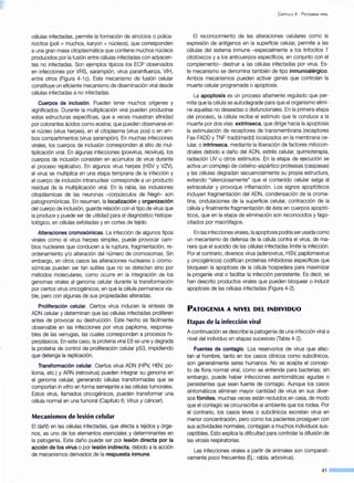 células infectadas, permite la formación de sincicios o polica-
riocitos (poli= muchos, karyon =núcleos), que corresponden
a una gran masa citoplasmática que contiene muchos núcleos
producidos por la fusión entre células infectadas con adyacen-
tes no infectadas. Son ejemplos típicos los ECP observados
en infecciones por VRS, sarampión, virus parainfluenza, VIH,
entre otros (Figura 4-1 e). Este mecanismo de fusión celular
constituye un eficiente mecanismo de diseminación viral desde
células infectadas a no infectadas.
Cuerpos de inclusión. Pueden tener muchos orígenes y
significados. Durante la multiplicación viral pueden producirse
estas estructuras específicas, que a veces muestran afinidad
por colorantes ácidos como eosina; que pueden observarse en
el núcleo (virus herpes), en el citoplasma (virus pox) o en am-
bos compartimentos (virus sarampión). En muchas infecciones
virales, los cuerpos de inclusión corresponden al sitio de mul-
tiplicación viral. En algunas infecciones (poxvirus, reovirus), los
cuerpos de inclusión consisten en acúmulos de virus durante
el proceso replicativo. En algunos virus herpes (HSV y VN),
el virus se multiplica en una etapa temprana de la infección y
el cuerpo de inclusión intranuclear corresponde a un producto
residual de la multiplicación viral. En la rabia, las inclusiones
citoplásmicas de las neuronas -corpúsculos de Negri- son
patognomónicas. En resumen, la localización y organización
del cuerpo de inclusión, guarda relación con el tipo de virus que
la produce y puede ser de utilidad para el diagnóstico histopa-
tológico, en célulasexfoliadas y en cortes de tejido.
Alteraciones cromosómicas. La infección de algunos tipos
virales como el virus herpes simplex, puede provocar cam-
bios nucleares que conducen a la ruptura, fragmentación, re-
ordenamiento y/o alteración del número de cromosomas. Sin
embargo, en otros casos las alteraciones nucleares o cromo-
sómicas pueden ser tan sutiles que no se detectan sino por
métodos moleculares, como ocurre en la integración de los
genomas virales al genoma celular durante la transformación
por ciertos virus oncogénicos, en que la célula permanece via-
ble, pero con algunas de sus propiedades alteradas.
Proliferación celular. Ciertos virus inducen la síntesis de
ADN celular y determinan que las células infectadas proliferen
antes de provocar su destrucción. Este hecho es fácilmente
observable en las infecciones por virus papiloma, responsa-
bles de las verrugas, las cuales corresponden a procesos hi-
perplásicos. En este caso, la proteína viral E6 se une y degrada
la proteína de control de proliferación celular p53, impidiendo
que detenga la replicación.
Transformación celular. Ciertos virus ADN (HPV, HBV, po-
lioma, etc.) y ARN (retrovirus) pueden integrar su genoma en
el genoma celular, generando células transformadas que se
comportan in vitro en forma semejante a las células tumorales.
Estos virus, llamados oncogénicos, pueden transformar una
célula normal en una tumoral (Capítulo 6: Virus y cáncer).
Mecanismos de lesión celular
El daño en las células infectadas, que afecta a tejidos y órga-
nos, es uno de los elementos esenciales y determinantes en
la patogenia. Este daño puede ser por lesión directa por la
acción de los virus o por lesión indirecta, debido a la acción
de mecanismos derivados de la respuesta inmune.
CAPÍTULO 4- P ATOGENIA VIRAL
El reconocimiento de las alteraciones celulares como la
expresión de antígenos en la superficie celular, permite a las
células del sistema inmune -especialmente a los linfocitos T
citotóxicos y a los anticuerpos específicos, en conjunto con el
complemento- destruir a las células infectadas por virus. Es-
te mecanismo se denomina también de tipo inmunoalérgico.
Ambos mecanismos pueden activar genes que controlan la
muerte celular programada o apoptosis.
La apoptosis es un proceso altamente regulado que per-
mite que·la célula se autodegrade para que el organismo elimi-
ne aquellas no deseadas o disfuncionales. En la primera etapa
del proceso, la célula recibe el estímulo que la conduce a la
muerte por dos vías: extrínseca, que dirige hacia la apoptosis
la estimulación de receptores de transmembrana (receptores
Fas-FADO y TNF-tradd/raidd) localizados en la membrana ce-
lular, o intrínseca, mediante la liberación de factores mitocon-
driales debido a daño del ADN, estrés celular, quimioterapia,
radiación UV u otros estímulos. En la etapa de ejecución se
activa un complejo de cisteíno-aspártico proteasas (caspasas)
y las células degradan secuencialmente su propia estructura,
evitando "silenciosamente" que el contenido celular salga al
extracelular y provoque inflamación. Los signos apoptóticos
incluyen frag_mentación del ADN, condensación de la croma-
tina, ondulaciones de la superficie celular, contracción de la
célula y finalmente fragmentación de ésta en cuerpos apoptó-
ticos, que en la etapa de eliminación son reconocidos y fago-
citados por macrófagos.
En las infecciones virales, la apoptosis podría ser usada como
un mecanismo de defensa de la célula contra el virus, de ma-
nera que el suicidio de las células infectadas limite la infección.
Por el contrario, diversos virus (adenovirus, HSV, papilomavirus
y oncogénicos) codifican proteínas inhibidoras específicas que
bloquean la apoptosis de la célula hospedera para maximizar
la progenie viral o facilitar la infección persistente. Es decir, se
han descrito productos virales que pueden bloquear o inducir
apoptosis de las células infectadas (Figura 4-2).
PATOGENIA A NIVEL DEL INDIVIDUO
Etapas de la infección viral
A continuación se describe la patogenia de una infección viral a
nivel del individuo en etapas sucesivas (Tabla 4-2).
Fuentes de contagio. Los reservarías de virus que afec-
tan al hombre, tanto en los casos clínicos como subclínicos,
son generalmente seres humanos. No se acepta el concep-
to de flora normal viral, como se entiende para bacterias; sin
embargo, puede haber infecciones asintomáticas agudas o
persistentes que sean fuente de contagio. Aunque los casos
sintomáticos eliminan mayor cantidad de virus en sus diver-
sos fómites, muchas veces están recluidos en casa, de modo
que el contagio se circunscribe al ambiente que los rodea. Por
el contrario, los casos leves o subclínicos excretan virus en
menor concentración, pero como los pacientes prosiguen con
sus actividades normales, contagian a muchos individuos sus-
ceptibles. Esto explica la dificultad para controlar la difusión de
las virosis respiratorias.
Las infecciones virales a partir de animales son comparati-
vamente poco frecuentes (Ej.: rabia, arbovirus).
41
 