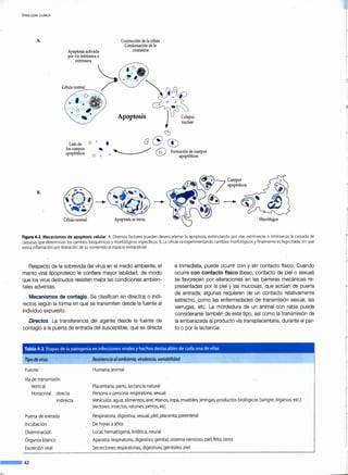 V iROLOGfA CLfNICA
A.
B.
Apoptosis activada
por vía intrínseca o
extrínseca
Contracción de la célula
Condensación de la
cromatina
··08. ~ 1
o • . ~
. ' · ~ . 0-·
0
,"- Apoptosis J Colapso
J nuclear
Lisis de
los cuerpos
apoptóticos
Célula normal
o . •
'o .
(;)
G(S) CD
~ G) Formación de cuerpos
apoptóticos
Apoptosis se inicia Macrófagos
Figura 4-2. Mecanismos de apoptosis celular. A. Diversos factores pueden desencadenar la apoptosis, estimulando por vías extrínsecas o intrínsecas la cascada de
caspasas que determinan los cambios bioquímicos ymorfológicos específicos. B. La célulava experimentando cambios morfológicos yfinalmente es fagocitada, sin que
exista inflamación por liberación de su contenido al espacio extracelular.
Respecto de la sobrevida del virus en el medio ambiente, el
manto viral lipoproteico le confiere mayor labilidad, de modo
que los virus desnudos resisten mejor las condiciones ambien-
tales adversas.
Mecanismos de contagio. Se clasifican en directos o indi-
rectos según la forma en que se transmiten desde la fuente al
individuo expuesto.
Directos. La transferencia del agente desde la fuente de
contagio a la puerta de entrada del susceptible, que es directa
e inmediata, puede ocurrir con y sin contacto físico. Cuando
ocurre con contacto físico (beso, contacto de piel o sexual)
se favorecen por alteraciones en las barreras mecánicas re-
presentadas por la piel y las mucosas, que actúan de puerta
de entrada; algunas requieren de un contacto relativamente
estrecho, como las enfermedades de transmisión sexual, las
verrugas, etc. La mordedura de un animal con rabia puede
considerarse también de este tipo, así como la transmisión de
la embarazada al producto vía transplacentaria, durante el par-
to o por la lactancia.
Tabla 4-2.Etapas de la patogenia en infecciones virales y hechos destacables de cada una de ellas
Tipo de virus
-----------------------Fuente
Vía de transmisión
Vertical
Horizontal directa
indirecta
Puerta de er<trada
Incubación
Diseminación
Órganos blanco
Excreción viral
--42
Resistencia alambiente, virulencia, variabilidad
Humana, animal
Placentaria, parto, lactancia natural
Persona a persona: respiratoria, sexual
Vehículos: agua, alimentos; aire; manos, ropa, muebles; jeringas; productos biológicos (sangre, órganos, etc.)
Vectores: insectos, ratones, perros, etc.
Respiratoria, digestiva, sexual, piel, placenta, parenteral
De horas a años
Local, hematógena, linfática, neural
Aparatos respiratorio, digestivo, genital; sistema nervioso, piel, feto, otros
Secreciones respiratorias, digestivas, genitales; piel
 