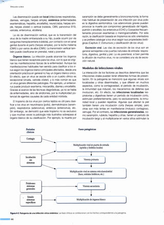 VIROLOGÍA CLfNICA
Las diseminación puede ser local (infecciones respiratorias,
diarreas, verrugas, herpes simple), sistémica (enfermedades
exantemáticas, hepatitis, encefalitis), neural (rabia, herpes sim-
ple, herpes zóster) o vertical (rubéola, CMV, parvovirus 819,
varicela, enterovirus, etcétera).
La vía de diseminación vertical, que es la transmisión del
virus de la madre embarazada a su hijo, puede ocurrir por vía
sanguínea transplacentaria (rubéola), por contado con el canal
genital durante el parto (herpes simplex), por la leche materna
(CMV) o por varios de ellos (CMV). La transmisión vertical tam-
bién puede clasificarse en prenatal, natal y posnatal.
Órganos blanco. La infección puede alcanzar los órganos
blanco que tienen receptores para los virus, con lo que se origi-
nan las manifestaciones típicas de la enfermedad. Aunque las
manifestaciones habituales han servido para clasificar a los vi-
rus según los órganos blanco principales afectados, desde una
orientación práctica en general no hay un órgano blanco único.
En efecto, que un virus se asocie sólo a un cuadro clínico es
excepcional (viruela, varicela zóster), y lo más común es que
un virus genere diferentes patologías. Por ejemplo, un enterovi-
rus puede producir exantema, miocarditis, diarrea y encefalitis.
Gracias al avance de las técnicas diagnósticas, ya no se habla
de enfermedades, sino de síndromes, por la multiplicidad po-
tencial de agentes causales de cada entidad mórbida.
El tropismo de los virus por ciertos tejidos es útil para clasi-
ficar a los virus en neurotropos (polio), dermatotropos (saram-
pión), respiratorios (adenovirus), entéricos (enterovirus), etc.
Sin embargo, se demostró que este tropismo no es exclusivo
y que muchas veces la patología más ilustrativa sobrepasa al
órgano blanco de su clasificación. Por ejemplo, la muerte por
Períodos
clínicos
Contagio
sarampión se debe generalmente a bronconeumonía; la forma
más habitual de presentación de una infección por virus polio
es la digestiva asintomática. Las adenovirosis graves pueden
provocar la muerte por compromiso generalizado del hígado,
pulmón o encéfalo; los enterovirus ECHO y Coxsackie frecuen-
temente provocan exantemas o meningoencefalitis. Por esta
razón, la clasificación basada en tropismos es sólo orientadora
y se prefiere catalogar a los virus según sus propiedades bioló-
gicas (Capítulo 2: Estructura y clasificación de los virus).
Excreción viral. Las vías de excreción de los virus son en
general semejantes a las puertas naturales de entrada: respira-
toria, digestiva, genital y piel. La vía parenteral, si bien permite
la difusión de muchos virus, no se considera una vía de excre-
ción natural.
Modelos de infecciones virales
La interacción de los factores ya descritos determina que las
infecciones virales puedan tener diferentes formas de presen-
tación. En la patogenia se mencionó que algunas virosis son
localizadas y otras diseminadas, y que difieren en muchos
aspectos, como la contagiosidad, el período de incubación,
la inmunidad que inducen, los mecanismos de defensa que
involucran, etc. En efecto, las infecciones localizadas res-
piratorias y digestivas tienen un período de incubación corto,
estimulan preferentemente, pero no exclusivamente, la inmu-
nidad local y pueden repetirse. Algunas que afectan la piel
también tienen una incubación corta (herpes simple), pero
otras son más lentas en manifestarse (molusco contagioso,
verruga). Por el contrario, las infecciones generalizadas, co-
mo sarampión, rubéola, hepatitis y otras, tienen un período de
incubación largo y al multiplicarse en varios sitios estimulan la
Fases patogénicas
Multiplicación viral en puerta de entrada
(epitelio y linfátios locales)
-
+Incubación
sin
( Viremia primaria )síntomas l
'
l
Multiplicación viral en sistema reticuloendotelial
(bazo, nódulos linfáticos, etc.)
+Pródromo:
síntomas J Viremia secundaria )generales l
~Estado:.
J )síntomas Multiplicación de órganos blanco
específicos l
Figura 4-3. Patogenia de una infección vírica sistémica. Las fases clínicas se correlacionan con los hechos correspondientesa la patogenia.
--44
 