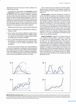 respuesta inmune a todo nivel y, por lo tanto, confieren inmu-
nidad de larga duración.
Las infecciones virales pueden ser sintomáticas (clínicas)
o inaparentes (subclínicas). Hay pocos ejemplos de infeccio-
nes virales que sean "casi siempre" manifiestas: sarampión,
varicela, viruela; el sarampión representa un buen modelo para
estudiar la relación entre las etapas patogénicas y clínicas. La
mayoría de los virus origina infecciones tanto clínicas como
subclínicas en diferentes proporciones dependiendo principal-
mente del tipo de virus involucrado. Los síntomas de una infec-
ción viral pueden deberse a la acción directa de los virus en el
organismo o a la respuesta inmune innata o adquirida.
Desde el punto de vista clínico, pueden darse tres situaciones:
• Que un virus produzca sólo una entidad clínica: varicela, sa-
rampión y viruela
• Que un mismo virus produzca diferentes cuadros clínicos:
los virus ECHO pueden producir fiebre, encefalitis, exante-
ma y diarrea; los virus influenza A pueden ocasionar faringi-
tis, laringitis, gripe, neumonitis y encefalitis
• Que un cuadro clínico (síndrome) se deba a diferentes agen-
tes infecciosos: una diarrea puede ser causada por rotavi-
rus, calicivirus, E. colí, G. lamblía , intoxicaciones y otras
condiciones
Son pocos los virus que cumplen con la primera definición,
y el avance en diagnóstico viral específico está demostrando
que la mayoría de los virus puede originar diversas entidades.
A esto debe agregarse que el factor hospedero, especialmen-
te en los inmunocomprometidos, puede cambiar significativa-
mente la forma de manifestación clínica de una virosis.
---,..
/ B
1
CAPÍTULO 4- P ATOGENIA VIRAL
Como consecuencia de la interacción de factores depen-
dientes del virus, del ambiente y del hospedero, pueden pre-
sentarse diferentes formas evolutivas de una infección viral
(Figura 4-4).
Infección aguda. La infección es limitada en el tiempo y el
virus es eliminado del organismo. Generalmente, la evolución
es corta, de días (virosis respiratorias, exantemas y otras) o
semanas (hepatitis) y el individuo habitualmente se recupera.
Sin embargo, la infección puede seguir una evolución grave,
dejar secuelas (poliomielitis, adenovirus) o producir la muerte
(hantavirus, virus Ébola), lo que es menos frecuente. La infec-
ción aguda por un determinado virus puede manifestar sínto-
mas o ser subclínica, dependiendo de muchos factores, pero
especialmente del tipo de virus invasor. Incluso, se ha deter-
minado la proporción de casos sintomáticos y asintomáticos
asociados a cada virus. Por ejemplo, se acepta que por cada
enfermo con un cuadro viral respiratorio sintomático hay tres
o más con una infección subclínica.
Infección persistente. Después de la infección inicial con
o sin síntomas, el virus completo o su genoma se mantienen
en el organismo por tiempo prolongado -meses, años o de
por vida- con o sin manifestaciones clínicas. Tiene varias for-
mas evolutivas, las cuales se pueden mezclar o superponer;
a veces se requiere de tecnologías complejas para demostrar
la presencia del virus y/o determinar su condición de forma
replicativa. Por ejemplo, el VIH se clasificó como lentivirus y se
pensaba que la infección permanecía latente por varios años
antes de manifestarse, pero usando nuevas técnicas diagnós-
ticas se demostró que es una infección crónica, con multipli-
cación viral constante sometida al control también permanente
del sistema inmune.
Figura 4-4.Modelos de infecciones virales.Sobre las líneas continua ydiscontinua se representan los niveles umbrales de detección viral yde síntomas, respectivamen-
te. 1. Infección aguda: (A) sintomática con mejoría; (B) sintomática con muerte; (C) subclínica. 2. Infección persistente latente: (A) con reactivaciones periódicas clínicas y
subclínicas; (B) con una sola reactivación clínica. 3. 1nfección persistentecrónica: (A) con manifestaciones finales severas; (B) con reactivaciones ycurso fatal; (C) persistente
lenta, fatal. 4. Transformante, comienzo asintomático yevolución lenta hacia la muerte.
45
 