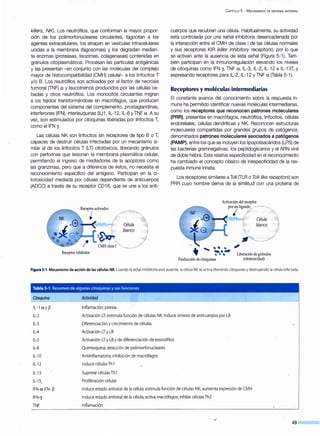 killers, NK). Los neutrófilos, que conforman la mayor propor-
ción de los polimorfonucleares circulantes, fagocitan a los
agentes extracelulares, los atrapan en vesículas intracelulares
unidas a la membrana (fagosomas) y los degradan median-
te enzimas (proteasas, lisozimas, colagenasas) contenidas en
gránulos citoplasmáticos. Procesan las partículas antigénicas
y las presentan -en conjunto con las moléculas del complejo
mayor de histocompatibilidad (CMH) celular- a los linfocitos T
y/o B. Los neutrófilos son activados por el factor de necrosis
tumoral {TNF) a y leucotrienos producidos por las células ce-
badas y otros neutrófilos. Los monocitos circulantes migran
a los tejidos transformándose en macrófagos, que producen
componentes del sistema del complemento, prostaglandinas,
interferones (IFN), interleuquinas (IL)1, IL-12, IL-6 y TNF a. A su
vez, son estimulados por citoquinas liberadas por linfocitos T,
como eiiFN y.
Las células NK son linfocitos sin receptores de tipo B o T,
capaces de destruir células infectadas por un mecanismo si-
milar al de los linfocitos T (LT) citotóxicos, liberando gránulos
con perforinas que lesionan la membrana plasmática celular,
permitiendo el ingreso de mediadores de la apoptosis como
las granzimas, pero que a diferencia de éstos, no necesita el
reconocimiento específico del antígeno. Participan en la ci-
totoxicidad mediada por células dependiente de anticuerpos
(ADCC) a través de su receptor CD16, que se une a los anti-
Receptor inhibidor
CAPÍTULO 5 - MECANISMOS DE DEFENSA ANTIVIRAL
cuerpos que recubren una célula. Habitualmente, su actividad
está controlada por una señal inhibitoria desencadenada por
la interacción entre el CMH de clase 1 de las células normales
y sus receptores KIR (ki!ler inhibítory receptors), por lo que
se activan ante la ausencia de esta señal (Figura 5-1). Tam-
bién participan en la inmunorregulación elevando los niveles
de citoquinas como IFN y, TNF a, IL-3, IL-2, IL-12 e IL-13T, y
expresando receptores para IL-2, IL-12 y TNF a {Tabla 5-1).
Receptores y moléculas intermediarias
El constante avance del conocimiento sobre la respuesta in-
mune ha permitido identificar nuevas moléculas intermediarias,
como los receptores que reconocen patrones moleculares
(PRR), presentes en macrófagos, neutrófilos, linfocitos, células
endoteliales, células dendríticas y NK. Reconocen estructuras
moleculares compartidas por grandes grupos de patógenos,
denominados patrones moleculares asociados a patógenos
(PAMP), entre los que se incluyen los lipopolisacáridos (LPS) de
las bacterias gramnegativas, los peptidoglicanos y el ARN viral
de doble hebra. Esta relativa especificidad en el reconocimiento
ha cambiado el concepto clásico de inespecificidad de la res-
puesta inmune innata.
Los receptores similares a Toll {TLR o To/1-/ike receptors) son
PRR cuyo nombre deriva de la similitud con una proteína de
o-
-q q,
Producción de citoquinas
Activación del receptor
por un ligando
'
Liberación de gránulos
(citotoxicidad)
Figura 5·1 .Mecanismo de acción de las células NK. Cuando la señal inhibitoria está ausente, la célula NK se activa liberando citoquinas y destruyendo la célula infectada.
Tabla S-1 .Resumen de algunas citoquinas y sus funciones i
Citoquina
IL -1 a y~
IL-2
IL-3
. IL-4
IL-5
IL-8
IL-10
IL-12
IL-13
IL-15.
IFN-a IFN- ~
IFN-y
TNF
Actividad
Inflamación; pirexia
Activación LT;estimula función de células NK; induce síntesis de anticuerpos por LB
Diferenciación y crecimiento de células
Activación LT y LB
Activación LTy LB y de diferenciación de eosinófilos
Quimioquina: atracción de polimorfonucleares
Antiinflamatoria; inhibición de macrófagos
Induce células Th1
Suprime células Th 1
Proliferación celular
Induce estado antiviral de la célula; estimula función de células NK; aumenta expresión de CMH
Induce estado antiviral de la célula; activa macrófagos; inhibe células Th2
Inflamación
49
 