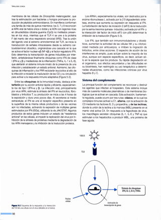 VIROLOGÍA CLÍNICA
membrana de las células de Drosophíla melanogaster, que
tras la estimulación por bacterias u hongos promueve la pro-
ducción de péptidos antimicrobianos. En mamíferos conforman
una familia de más de quince miembros: los 3, 7 y 9 reconocen
al ARN viral de hebra única o doble y al ADN con regiones ricas
en dinucleótidos citosina-guanina (CpG) no metilados presen-
tes en los· virus, mientras que el TLR 4 se une a la proteína
F del manto del virus respiratorio sincicial (VRS). Tras la unión
del ligando viral al extremo aminoterminal del TLR, se inicia la
transducción de señales intracelulares desde su extremo car-
boxiloterminal citosólico, originándose una cascada en la que
se activa el factor nuclear-K~ (NF-k~) y el factor regulatorio IFN.
Esto determina la transcripción de genes inducibles por inter-
ferón, sintetizándose finalmente citoquinas como IFN de clase
1 (IFN a y~) y mediadores de la inflamación (TNFa, IL-1 e IL-6),
que alertarán al sistema inmune innato de la presencia de una
infección y establecerán un estado antiviral. Asimismo, las cito-
quinas de inflamación y los PRR reclutarán leucocitos al sitio de
la infección e iniciarán la maduración de las CD y su circulación
para activar a la respuesta inmune adaptativa (Figura 5-2).
Entre las citoquinas de la inmunidad innata, destaca el in-
terferón por su acción antiviral rápida y eficiente, especialmen-
te los de tipo 1 (IFN-a y ~). La infección viral, principalmente
por virus ARN, estimula la síntesis deiiFN en leucocitos, fibro-
blastos y linfocitos T; su producción se inicia a las 4 horas de
la exposición y dura unos pocos días. Al secretarse al medio
extracelular, el IFN se une al receptor específico presente en
la superficie de la misma célula productora o de las vecinas
aún no infectadas, activando la expresión de múltiples genes
estimulados por IFN (ISGs), utilizando la vía JAK/STAT. Algunos
productos de estos genes inducen un estado de "resistencia
antiviral" en las células, al impedir la replicación del virus por in-
hibición de la síntesis de proteínas mediante la degradación de
los ARN mensajeros y la inhibición de la traducción proteica.
Figura 5-2 Esquema de la respuesta a la interacción
del TLR de una célulacon el virus(detallesen el texto).
~-• so
Núcleo
celular
Los ARNm, especialmente los virales, son destruidos por la
enzima ribonucleasa L activada por la 2'5'oligoadenilato sinte-
tasa, enzima que aumenta su expresión en respuesta al IFN.
La fosforilación del factor de iniciación 2 (eiF2) de la traducción
por la serina-treonina quinasa- inducida y activada por eiiFN- y
la interacción del factor de inicio eiF3 con p56 determinan la
inhibición de la traducción (Figura 5-3).
Los IFN, que también son inmunomoduladores y citostá-
ticos, aumentan la actividad de las células NK y su citotoxi-
cidad mediada por anticuerpos, e inhiben la migración de
linfocitos, entre otras acciones. El espectro de acción de los
interferones es amplio, pues actúan sobre la mayoría de los
virus, aunque son especie específicos, es decir, actúan só-
lo en la especie que los produce. Su rápida degradación en
el organismo, sus efectos secundarios y las dificultades en
su biosíntesis, han restringido su uso terapéutico a determi-
nadas situaciones, como las infecciones crónicas por virus
hepatitis 8 y e.
Sistema del complemento
La principal función del complemento es reconocer y destruir
los agentes que infectan al hospedero. Este sistema incluye
más de cuarenta moléculas plasmáticas o de membranas bio-
lógicas que se activan en cascada. Esta activación, fuertemen-
te regulada, puede ocurrir por tres rutas: clásica, en la cual los
complejos inmunes activan a C1 , alterna, con la activación de
C3 mediante los factores 8, Oy properdina, y de las lectinas,
donde la unión de la lectina a la manosa (M8L) presente en el
manto viral activa C4. En respuesta a la fagocitosis de virus,
los macrófagos secretan citoquinas (IL-1, IL-6 y TNF-a) que
estimulan a los hepatocitos a producir M8L, una proteína de
fase aguda.
VIRUS
TLR
Activación de
transcripción de genes
Síntesis de citoquinas:
IFN, IL-1, Il-6 yTNFa
 