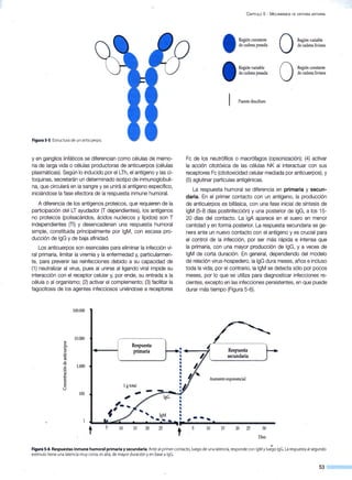 Figura 5-S. Estructura de un anticuerpo.
y en ganglios linfáticos se diferencian como células de memo-
ria de larga vida o células productoras de anticuerpos (células
plasmáticas). Según lo inducido por el LTh, el antígeno y las ci-
toquinas, secretarán un determinado isotipo de inmunoglobuli-
na, que circulará en la sangre y se unirá al antígeno específico,
iniciándose la fase efectora de la respuesta inmune humoral.
A diferencia de los antígenos proteicos, que requieren de la
participación del LT ayudador (T dependientes), los antígenos
no proteicos (polisacáridos, ácidos nucleicos y lípidos) son T
independientes (TI) y desencadenan una respuesta humoral
simple, constituida principalmente por lgM, con escasa pro-
ducción de lgG y de baja afinidad.
Los anticuerpos son esenciales para eliminar la infección vi-
ral primaria, limitar la viremia y la enfermedad y, particularmen-
te, para prevenir las reinfecciones debido a su capacidad de
(1) neutralizar al virus, pues al unirse al ligando viral impide su
interacción con el receptor celular y, por ende, su entrada a la
célula o al organismo; (2) activar el complemento; (3) facilitar la
fagocitosis de los agentes infecciosos uniéndose a receptores
100.000
10.000
~
Respuestae-<1.1
• primaria::l
u
·.e
~
<1.1
-o
1.000¡::::
' 0
·o
"'l:l
¡::::
<1.1
u
¡::::
1gtotalo
u
100
.,
ll
•
C APÍTULO 5 - MECANISMOS DE DEFENSA ANTIVIRAL
Región constante
de cadena pesada
Región variable
de cadena pesada
Puente disulfuro
o
o
Región variable
de cadena liviana
Región constante
de cadena liviana
Fe de los neutrófilos o macrófagos (opsonización); (4) activar
la acción citotóxica de las células NK al interactuar con sus
receptores Fe (citotoxicidad celular mediada por anticuerpos), y
(5) aglutinar partículas antigénicas.
La respuesta humoral se diferencia en primaria y secun-
daria. En el primer contacto con un antígeno, la producción
de anticuerpos es bifásica, con una fase inicial de síntesis de
lgM (5-8 días postinfección) y una posterior de lgG, a los 15-
20 días del contacto. La lgA aparece en el suero en menor
cantidad y en forma posterior. La respuesta secundaria se ge-
nera ante un nuevo contacto con el antígeno y es crucial para
el control de la infección, por ser más rápida e intensa que
la primaria, con una mayor producción de lgG, y a veces de
lgM de corta duración. En general, dependiendo del modelo
de relación viru~-hospedero, la lgG dura meses, años e incluso
toda la vida; por el contrario, la lgM se detecta sólo por pocos
meses, por lo que se utiliza para diagnosticar infecciones re-
cientes, excepto en las infecciones persistentes, en que puede
durar más tiempo (Figura 5-6).
Respuesta
secundaria
Aumento exponencial
• 20 25 30
Días
. V
Figura S-6.Respuestas inmune humoral primaria y secundaria.Ante al primer contacto, luego de unalatencia,responde con lgMy luego lgG. La respuestaal segundo
estímulo tiene una latencia muy corta, es alta, de mayor duración y en base a lgG.
53
 