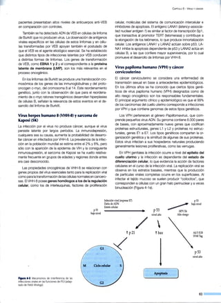 pacientes presentaban altos niveles de anticuerpos anti-VEB
en comparación con controles.
También se ha detectado ADN de VEB en células de linfoma
de Burkitt que no producen virus. La observación de antígenos
virales específicos en las células de estos linfomas y en célu-
las transformadas por VEB apoyan también el postulado de-
que el VEB es el agente etiológico esencial. Se ha establecido
que distintos tipos de infecciones latentes por VEB conducen
a distintas formas de linfomas. Los genes de transformación
de VEB, como EBNA 1 y 2 y el correspondiente a la proteína
latente de membrana {LMP), son los más relevantes en el
proceso oncogénico.
En los linfomas de Burkitt se produce una translocación cro-
mosómica de los genes de las inmunoglobulinas y del proto-
oncogen c-myc, del cromosoma 8 al 14. Este reordenamiento
genético, junto con la observación de que para el reordena-
miento de c-myc ratones transgénicos desarrollan hiperplasias
de células B, señalan la relevancia de estos eventos en el de-
sarrollo del linfoma de Burkitt.
Virus herpes humano 8 (VHH-8) y sarcoma de
Kaposi (SK)
La infección por el virus no produce cáncer, aunque el virus
persiste latente por largos períodos. La inmunodepresión,
cualquiera sea su causa, aumenta la probabilidad de desarro-
llar cáncer en infectados por VHH-8. La prevalencia de la infec-
ción en la población mundial se estima entre el 2% y 8%, pero
sólo con la aparición de la epidemia de VIH y la consiguiente
inmunosupresión, el sarcoma de Kaposi se ha vuelto relativa-
mente frecuente en grupos de edades y regiones donde antes
era casi desconocido.
Las propiedades oncogénicas de VHH-8 se relacionan con
genes propios del viFus esenciales tanto para la replicación viral
como para latransformación de las células normales en cancero-
sas. El VHH-8 posee genes homólogos a los de la regulación
celular, como los de interleuquinas, factores de proliferación
C APÍTULO 6 - VIRUS y CÁNCER
celular, moléculas del sistema de comunicación intercelular e
inhibidores de apoptosis. El antígeno LANA1 ljatency-associa-
ted nuclear antigen 1) es similar al factor de transcripción Sp1,
que transactiva al promotor TERT (telomerasa) y contribuye a
la elongación de los telómeros, lo que produce inmortalización
celular. Los antígenos LANA1 y LANA2 actúan sobre p53. LA-
NA1 inhibe la apoptosis dependiente de p53 y LANA2 actúa en
células B, a las que confiere mayor supervivencia, por lo cual
promueve el desarrollo de linfomas por VHH-8.
Virus papiloma humano (VPH) y cáncer
cervicouterino
El cáncer cervicouterino se considera una enfermedad de
transmisión sexual en base a antecedentes epidemiológicos.
En los últimos años se ha conocido que ciertos tipos gené-
ticos de virus papiloma humano {VPH) designados como de
alto riesgo oncogénico son los responsables fundamentales.
El principal argumento clínico y epidemiológico es que el 99%
de los carcinomas del cuello uterino corresponde a infecciones
por VPH y que contiene genomas de estos tipos genéticos.
Los VPH pertenecen al género Papillomavirus, que com-
prende pequeños virus ADN. Su genoma contiene 8.000 pares
de bases, con aproximadamente nueve genes que codifican
proteínas estructurales, genes L1 y L2 y proteínas no estruc-
turales, genes (1 a E7. Los tipos genéticos comparten la or-
ganización genética y la similitud de algunas de sus proteínas.
Estos virus infectan a sus hospederos naturales produciendo
generalmente lesiones proliferativas, como las verrugas.
En VPH genitales la infección ocurre a nivel del epitelio del
cuello uterino y la infección es dependiente del estado de
diferenciación celular, lo que evidencia la acción de factores
celulares en el curso de la infección viral. La replicación viral se
observa en los estratos basales, mientras que la producción
de partículas virales completas ocurre en los superficiales. Al
infectar el tejido mucoso se suelen producir "coilocitos", que
corresponden a células con un gran halo perinuclear y a veces
binucleación (Figura 4-1 e).
Infección viral (expresa E7)
DañodeADN
p53
~ bajonivel
Fl(jlura 6-3. Mecanismos de interferencia de las
infecciones virales en las funciones de P53 (adap-
tado de Fie/ds Virology).
p53
bajo nivel
Estrés celular
Ciclo celular
p53
nivel alto
/ t bax
( Ap~tosis
~HPVE6
Alto riesgo
)
AdSElB
SV40Tag
p53
nivel alto
63
 