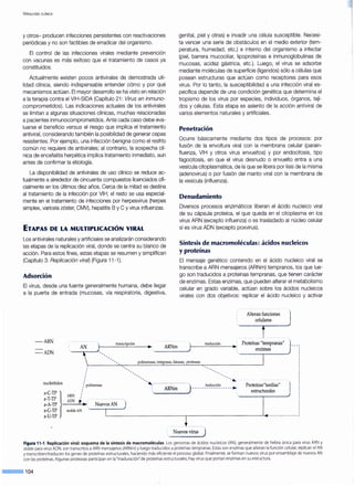 V IROLOGÍA CLÍNICA
y otros- producen infecciones persistentes con reactivaciones
periódicas y no son factibles de erradicar del organismo.
El control de las infecciones virales mediante prevención
con vacunas es más exitoso que el tratamiento de casos ya
constituidos.
Actualmente existen pocos antivirales de demostrada uti-
lidad clínica, siendo indispensable entender cómo y por qué
mecanismos actúan. El mayor desarrollo se ha visto en relación
a la terapia contra el VIH-SIDA (Capítulo 21: Virus en inmuno-
comprometidos). Las indicaciones actuales de los antivirales
se limitan a algunas situaciones clínicas, muchas relacionadas
a pacientes inmunocomprometidos. Ante cada caso debe eva-
luarse el beneficio versus el riesgo que implica el tratamiento
antiviral, considerando también la posibilidad de generar cepas
resistentes. Por ejemplo, una infección benigna como el resfrío
común no requiere de antivirales; al contrario, la sospecha clí-
nica de encefalitis herpética implica tratamiento inmediato, aun
antes de confirmar la etiología.
La disponibilidad de antivirales de uso clínico se reduce ac-
tualmente a alrededor de cincuenta compuestos licenciados ofi-
cialmente en los últimos diez años. Cerca de la mitad se destina
al tratamiento de la infección por VIH; el resto se usa especial-
mente en el tratamiento de infecciones por herpesvirus (herpes
simplex, varicela zóster, CMV), hepatitis By C y virus influenzas.
ETAPAS DE LA MULTIPLICACIÓN VIRAL
Los antivirales naturales y artificiales se analizarán considerando
las etapas de la replicación viral, donde se centra su blanco de
acción. Para estos fines, estas etapas se resumen y simplifican
(Capítulo 3: Replicación vira~ (Figura 11-1).
Adsorción
El virus, desde una fuente generalmente humana, debe llegar
a la puerta de entrada (mucosas, vía respiratoria, digestiva,
-ARN
genital, piel y otras) e invadir una célula susceptible. Necesi-
ta vencer una serie de obstáculos en el medio exterior (tem-
peratura, humedad, etc.) e interno del organismo a infectar
(piel, barrera mucociliar, lipoproteínas e inmunoglobulinas de
mucosas, acidez gástrica, etc.). Luego, el virus se adsorbe
mediante moléculas de superficie (ligandos) sólo a células que
posean estructuras que actúen como receptores para esos
virus. Por lo tanto, la susceptibilidad a una infección viral es-
pecífica depende de una condición genética que determina el
tropismo de los virus por especies, individuos, órganos, teji-
dos y células. Esta etapa es asiento de la acción antiviral de
varios elementos naturales y artificiales.
Penetración
Ocurre básicamente mediante dos tipos de procesos: por
fusión de la envoltura viral con la membrana celular (parain-
fluenza, VIH y otros virus envueltos) y por endocitosis, tipo
fagocitosis, en que el virus desnudo o envuelto entra a una
vesícula citoplasmática, de la que se libera por lisis de la misma
(adenovirus) o por fusión del manto viral con la membrana de
la vesícula (influenza).
Denudamiento
Diversos procesos enzimáticos liberan el ácido nucleico viral
de su cápsula proteica, el que queda en el citoplasma en los
virus ARN (excepto influenza) o es trasladado al núcleo celular
si es virus ADN (excepto poxvirus).
Síntesis de macromoléculas: ácidos nudeicos
y proteínas
El mensaje genético contenido en el ácido nucleico viral se
transcribe a ARN mensajeros (ARNm) tempranos, los que lue-
go son traducidos a proteínas tempranas, que tienen carácter
de enzimas. Estas enzimas, que pueden alterar el metabolismo
celular en grado variable, actúan sobre los ácidos nucleicos
virales con dos objetivos: replicar el ácido nucleico y activar
Alteran funciones
transcripción
ARNm
traducción
- ADN
nucleótidos
a-C-TP }
a-T-TP
a-A-TP
a-G-TP
a-U-TP
ARN
1
1
1
1
/ polimerasa
1
1
ADN ' ! -----N~~~~~-AN----J
moldeAN
polimerasas, integrasas, kinasas, proteasas
-,,---__________ ------------ .- '':
¡ ARNm } --- -- _t:a~~~c~o~---- - .¡
 í
Proteínas"tardías"
estructurales
l__---- - - - - - - - - - - - , - - - - - - - - - - - - - - '...- - -- -- -- -- --- ~
i Nuevos virus
Figura 11-1. Replicación viral: esquema de la síntesis de macromoléculas. Los genomas de ácidos nucleicos (AN), generalmente de hebra única para virus ARN y
doble para virus ADN, son transcritos aARN mensajeros (ARNm) y luego traducidos a proteínas tempranas. Estas son enzimas que alteran la función celular, replican el AN
y transcriben/traducen los genes de proteínas estructurales, haciendo más eficiente el proceso global. Finalmente, se forman nuevos virus por ensamblaje de nuevos AN
con las proteínas. Algunas proteasas participan en la"maduración" de proteínas estructurales; hay virus que portan enzimas en su estructura.
--·104
 
