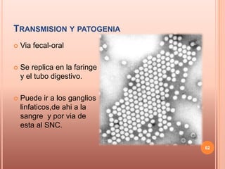 TRANSMISION Y PATOGENIA
   Via fecal-oral

   Se replica en la faringe
    y el tubo digestivo.

   Puede ir a los ganglios
    linfaticos,de ahi a la
    sangre y por via de
    esta al SNC.

                               62
 