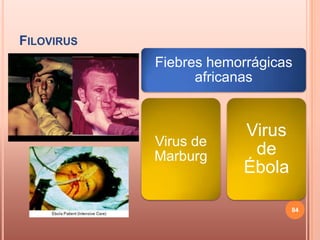 FILOVIRUS
            Fiebres hemorrágicas
                  africanas


                        Virus
            Virus de
            Marburg      de
                        Ébola

                                84
 