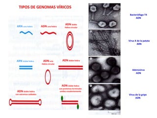 TIPOS DE GENOMAS VÍRICOS
ARN una hebra ADN una hebra
ADN doble
Hebra circular
ARN doble hebra ADN una
Hebra circular
ADN doble hebra
ADN doble hebra
con extremos soldados
ADN doble hebra
con proteínas terminales
unidas covalentemente
Bacteriófago T4
ADN
Virus X de la patata
ARN
Adenovirus
ADN
Virus de la gripe
ADN
 