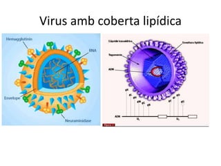 Virus amb coberta lipídica
 