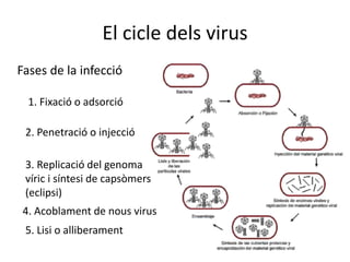 El cicle dels virus
Fases de la infecció
1. Fixació o adsorció
2. Penetració o injecció
3. Replicació del genoma
víric i síntesi de capsòmers
(eclipsi)
4. Acoblament de nous virus
5. Lisi o alliberament
 
