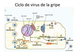 Ciclo de virus de la gripe
 