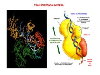 TRANSCRIPTASA INVERSA
RNAsa H
HEBRA DE ARN PATRÓN
“DEDOS”
“PULGAR”
DIRECCIÓN DE
DESPLAZAMIENTO
DE LA ENZIMA
NUEVA
HEBRA
DE
ADN
EL LUGAR ACTIVO DE LA RNAsa H
DEGRADA LA HEBRA DE ARN
EL LUGAR ACTIVO DE
LA POLIMERASA
SINTETIZA UNA HEBRA
DE ADN
 