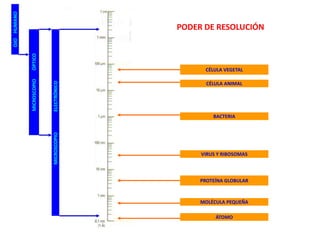 PODER DE RESOLUCIÓN
CÉLULA VEGETAL
CÉLULA ANIMAL
BACTERIA
VIRUS Y RIBOSOMAS
PROTEÍNA GLOBULAR
MOLÉCULA PEQUEÑA
ÁTOMO
OJOHUMANO
MICROSCOPIOÓPTICO
MICROSCOPIOELECTRÓNICO
 