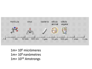 1m= 106 micròmeres
1m= 109 nanòmetres
1m= 1010 Amstrongs
 