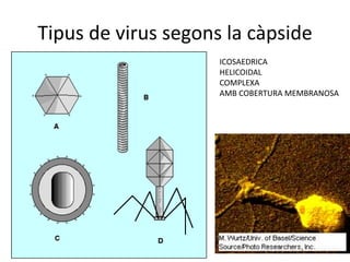 Tipus de virus segons la càpside
ICOSAEDRICA
HELICOIDAL
COMPLEXA
AMB COBERTURA MEMBRANOSA
 