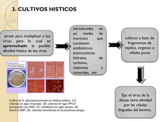 3. CULTIVOS HISTICOS Cultivo de  A. pleuropneumoniae  en medios sólidos. 2 A: colonias en agar chocolate. 2B: colonias en agar PPLO enriquecido con NAD; 2C: satelitismo en agar sangre. 2D. Efecto CAMP; 2E: colonias hemolíticas en la presencia sangre. sirven para multiplicar a los virus; para lo cual se  aprovechado  la posible afinidad hística de los virus Eje: el virus de la aftosa tiene afinidad por las células linguales del bovino,  cultivos a base de fragmentos de tejidos, órganos o células puras introducidas en un medio de nutrición que contienen antibióticos, antimicóticos hidratos de carbono, vitaminas y minerales,  etc 
