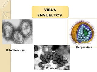 Herpesvirus Poxvirus Ortomixovirus, VIRUS ENVUELTOS   