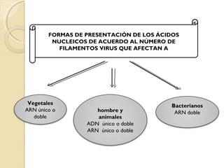 FORMAS DE PRESENTACIÓN DE LOS ÁCIDOS NUCLEICOS DE ACUERDO AL NÚMERO DE FILAMENTOS VIRUS QUE AFECTAN A Vegetales ARN único o doble Bacterianos ARN doble hombre y animales ADN  único o doble  ARN  único o doble 
