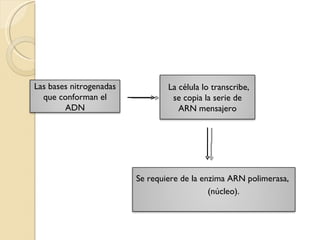 Las bases nitrogenadas que conforman el ADN La célula lo transcribe, se copia la serie de ARN mensajero Se requiere de la enzima ARN polimerasa,  (núcleo). 