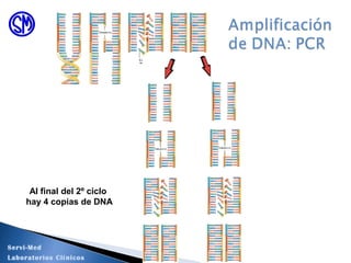 Al final del 2º ciclo
hay 4 copias de DNA
Servi-Med
Laboratorios Clínicos
 