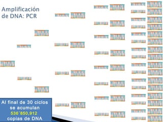 Al final de 30 ciclos
se acumulan
536´850,912
copias de DNA
 