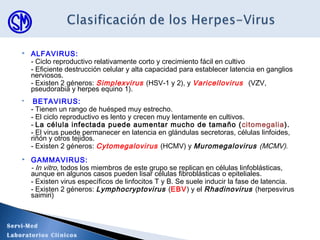  ALFAVIRUS:
- Ciclo reproductivo relativamente corto y crecimiento fácil en cultivo
- Eficiente destrucción celular y alta capacidad para establecer latencia en ganglios
nerviosos.
- Existen 2 géneros: Simplexvirus (HSV-1 y 2), y Varicellovirus (VZV,
pseudorabia y herpes equino 1).
 BETAVIRUS:
- Tienen un rango de huésped muy estrecho.
- El ciclo reproductivo es lento y crecen muy lentamente en cultivos.
- La célula infectada puede aumentar mucho de tamaño (citomegalia).
- El virus puede permanecer en latencia en glándulas secretoras, células linfoides,
riñón y otros tejidos.
- Existen 2 géneros: Cytomegalovirus (HCMV) y Muromegalovirus (MCMV).
 GAMMAVIRUS:
- In vitro, todos los miembros de este grupo se replican en células linfoblásticas,
aunque en algunos casos pueden lisar células fibroblásticas o epiteliales.
- Existen virus específicos de linfocitos T y B. Se suele inducir la fase de latencia.
- Existen 2 géneros: Lymphocryptovirus (EBV) y el Rhadinovirus (herpesvirus
saimiri)
Servi-Med
Laboratorios Clínicos
 