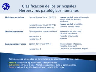 Terminaciones empleadas en terminología de clasificación de los virus:
Familia: -viridae  ej. Filoviridae, Herpesviridae
Subfamilia: -virinae  ej. Alphaherpesvirinae, beta y gammavirinae
Género: -virus  ej. Ebolavirus Zaire, HCMV, EBV, HSV
Alphaherpesvirinae Herpes Simplex Virus 1 (HHV-1)
Herpes Simplex Virus 2 (HHV-2)
Varicella zoster virus (HHV-3)
Herpes genital, estomatitis aguda
y llaga labial del resfriado.
Encefalitis.
Herpes genital, encefalitis.
Varicela, Herpes Zóster
Betaherpesvirinae Citomegalovirus Humano (HHV-5)
Herpes virus 6
Herpes virus 7
Mononucleosis infecciosa,
hepatitis, neumonitis.
Roseola, pneumonitis
Roseola
Gammaherpesvirinae Epstein Barr virus (HHV-4)
Herpes virus 8
Mononucleosis infecciosa,
hepatitis, linfomas B.
Linfomas B y Sarcoma de Kaposi
 