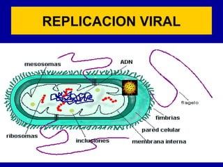 REPLICACION VIRAL
 