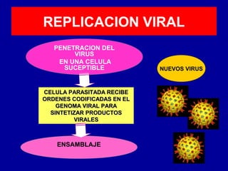 REPLICACION VIRAL
PENETRACION DEL
VIRUS
EN UNA CELULA
SUCEPTIBLE
ENSAMBLAJE
CELULA PARASITADA RECIBECELULA PARASITADA RECIBE
ORDENES CODIFICADAS EN ELORDENES CODIFICADAS EN EL
GENOMA VIRAL PARAGENOMA VIRAL PARA
SINTETIZAR PRODUCTOSSINTETIZAR PRODUCTOS
VIRALESVIRALES
NUEVOS VIRUS
 