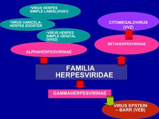 BETAHERPESVIRINAE
FAMILIA
HERPESVIRIDAE
ALPHAHERPESVIRINAE
GAMMAHERPESVIRINAE
•VIRUS HERPES
SIMPLE LABIAL(VHS1)
CITOMEGALOVIRUS
(VVZ)
VIRUS EPSTEIN
– BARR (VEB)
•VIRUS VARICELA-
HERPES ZOOSTER
•VIRUS HERPES
SIMPLE GENITAL
(VHS2)
 