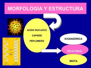 MORFOLOGIA Y ESTRUCTURA
ACIDO NUCLEICO
CAPSIDE
PEPLOMERO
HELICOIDAL
ICOSAEDRICA
MIXTA
 