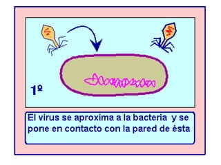 Virologia  Generalidades.                                                                                       
