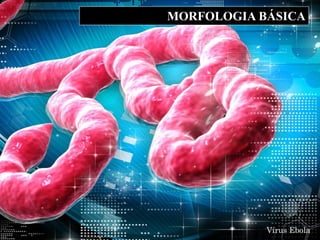 MORFOLOGIA BÁSICA
Vírus Ebola
 