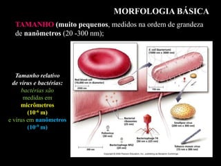 MORFOLOGIA BÁSICA
TAMANHO (muito pequenos, medidos na ordem de grandeza
de nanômetros (20 -300 nm);
Tamanho relativo
de vírus e bactérias:
bactérias são
medidas em
micrômetros
(10-6 m)
e vírus em nanômetros
(10-9 m)
 