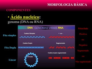 MORFOLOGIA BÁSICA
COMPONENTES
• Ácido nucleico:
genoma (DNA ou RNA)
Fita simples
Fita Dupla
Linear
Polaridade
Positiva
ou
Negativa
Segmentado
ou
Não segmentado
 