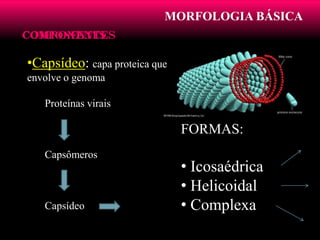MORFOLOGIA BÁSICA
COMPONENTESCOMPONENTES
•Capsídeo: capa proteica que
envolve o genoma
Proteínas virais
Capsômeros
Capsídeo
FORMAS:
• Icosaédrica
• Helicoidal
• Complexa
 