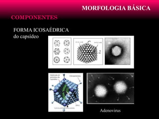 MORFOLOGIA BÁSICA
COMPONENTESCOMPONENTES
FORMA ICOSAÉDRICA
do capsídeo
Adenovirus
 