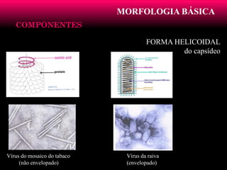 MORFOLOGIA BÁSICA
COMPONENTESCOMPONENTES
FORMA HELICOIDAL
do capsídeo
Vírus do mosaico do tabaco
(não envelopado)
Vírus da raiva
(envelopado)
 