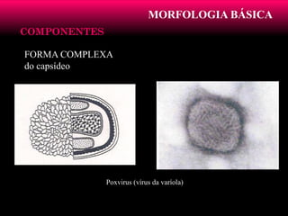 MORFOLOGIA BÁSICA
COMPONENTESCOMPONENTES
FORMA COMPLEXA
do capsídeo
Poxvirus (vírus da varíola)
 