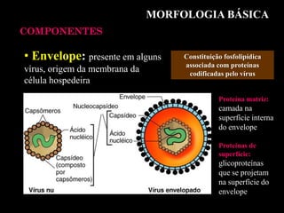 MORFOLOGIA BÁSICA
COMPONENTES
• Envelope: presente em alguns
vírus, origem da membrana da
célula hospedeira
Constituição fosfolipídica
associada com proteínas
codificadas pelo vírus
Proteína matriz:
camada na
superfície interna
do envelope
Proteínas de
superfície:
glicoproteínas
que se projetam
na superfície do
envelope
 