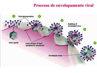 Processo de envelopamento viral
 