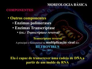 MORFOLOGIA BÁSICA
COMPONENTES
• Outros componentes
• Enzimas polimerases
• Enzimas Transcriptase
• (ex.: Transcriptase reversa)
Transcriptase reversa
A principal e fundamental na multiplicação viral dos
RETROVIRUS
(ex.: HIV)
Ela é capaz de transcrever uma cadeia de DNA a
partir de um molde de RNA
 