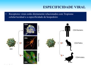 • Receptores virais estão diretamente relacionados com Tropismo
celular/tecidual e a especificidade de hospedeiro
HIV
ESPECIFICIDADE VIRAL
 