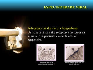 ESPECIFICIDADE VIRAL
Adsorção viral à célula hospedeira
União específica entre receptores presentes na
superfície da partícula viral e da célula
hospedeira.
 