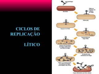 CICLOS DE
REPLICAÇÃO
LÍTICO
 