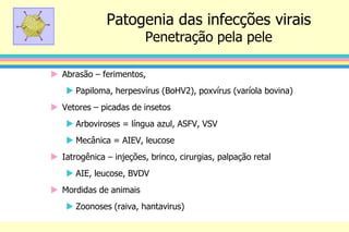 Patogenia das infecções virais
Penetração pela pele
 Abrasão – ferimentos,
 Papiloma, herpesvírus (BoHV2), poxvírus (varíola bovina)
 Vetores – picadas de insetos
 Arboviroses = língua azul, ASFV, VSV
 Mecânica = AIEV, leucose
 Iatrogênica – injeções, brinco, cirurgias, palpação retal
 AIE, leucose, BVDV
 Mordidas de animais
 Zoonoses (raiva, hantavirus)
 