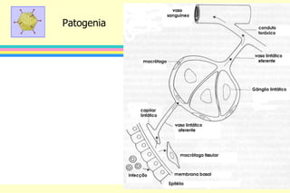Patogenia
 